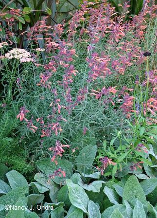 agastache-rupestris-stachys-be-sept-12-08