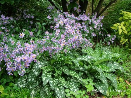 aster-laevis-with-pulmonaria-oct-3-08