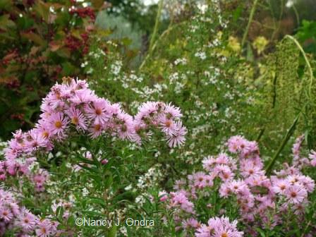 aster-novaeangliae-seedling-oct-4-08