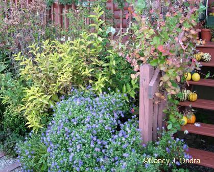 aster-oblongifol-weigela-rubidor-lonicera-dropmore-scarlet-squash-eupatorium-sept-28-07