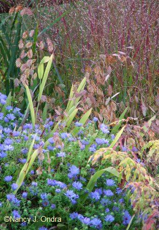 aster-oblongifolius-chasmanthium-rhus-bailtiger-panicum-shenan-sept-27-07