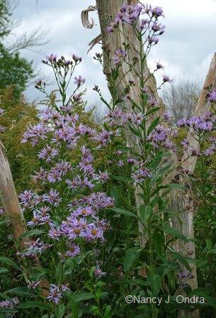 aster-tataricus-mid-nov-06