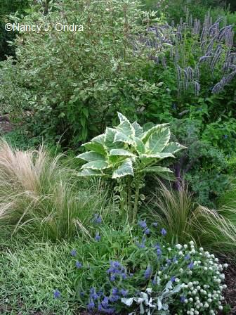 brugmansia-snowbank-stipa-tenuissima-veronica-gomphrena-cornus-variegated-cardinal-agastache-bf-late-aug-06