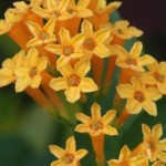 cestrum