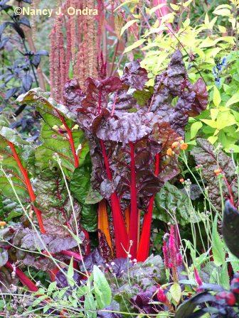 chard-bright-lights-oct-4-08