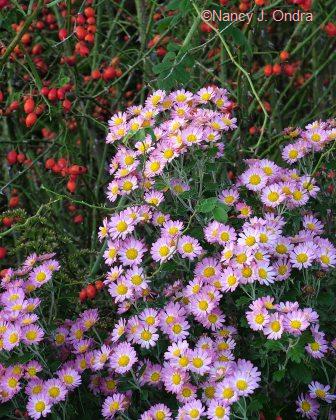 chrysanthemum-mei-kyo-rosa-eglanteria-oct-29-07