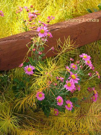 chrysanthemum-seedling-amsonia-hubrichtii-2-oct-22-06