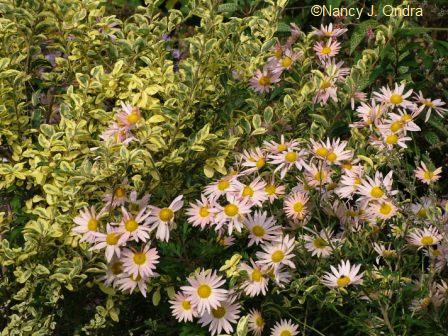 chrysanthemum-sheffield-pink-ligustrum-swift-creek-mid-oct-06