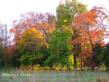 fenceline-at-farm-oct-14-08