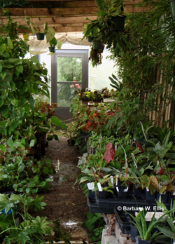 glasshouse3