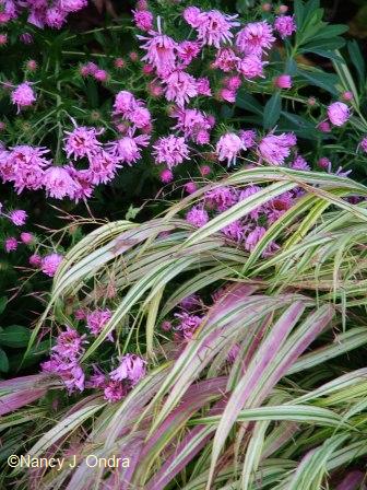 hakonechloa-aureola-aster-seedling-sept-26-07