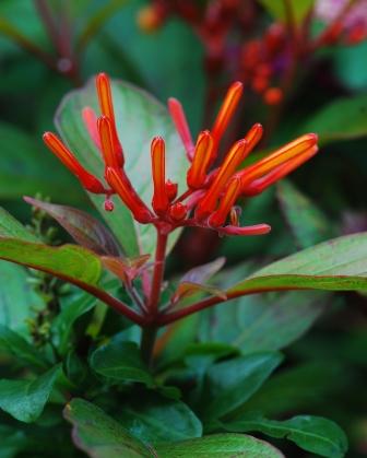 hamelia