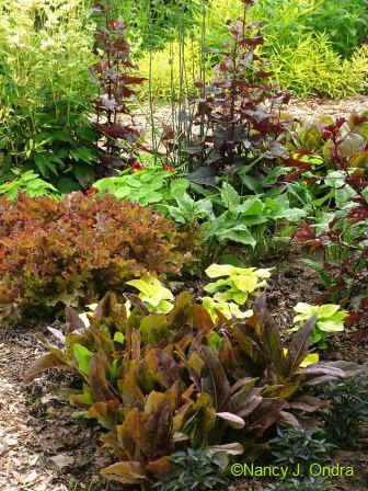 lettuces-really-red-deer-tongue-and-mascara-in-back-coleus-exhibition-lime-atriplex-late-june-05