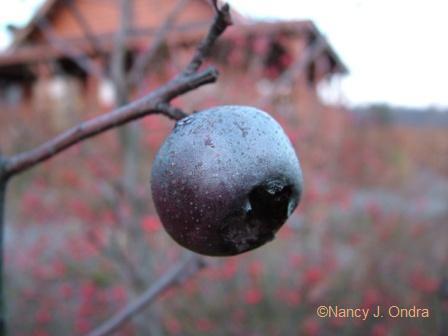 medlar-fruit-jan-15-08