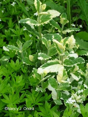 mentha-suaveolens-variegata-and-galium