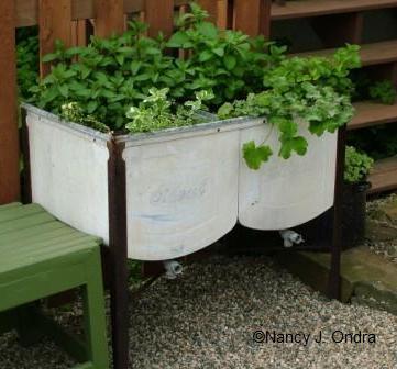 mint-collection-in-washtub-2-late-june-05