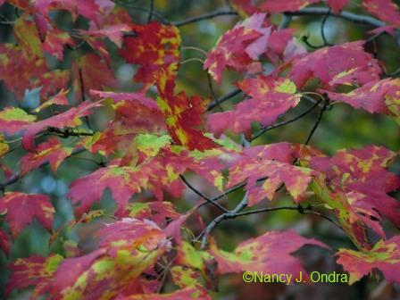 mottled-maple-oct-16