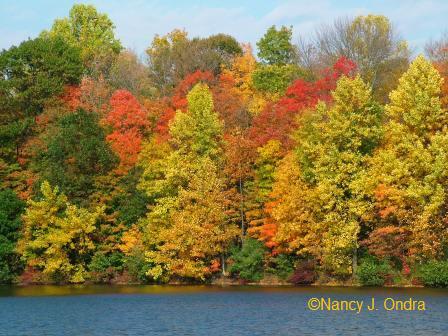 nockamixon-state-park-shoreline-2-oct-18-08