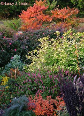 orange-mum-persicaria-sambucus-rhus-oct-8-08