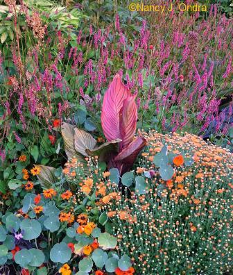 persicaria-taurus-canna-tropicanna-mum-tropaeolum-sept-9-07
