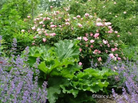 rhubarb-rosa-blushing-knock-out-nepeta-june-6-08