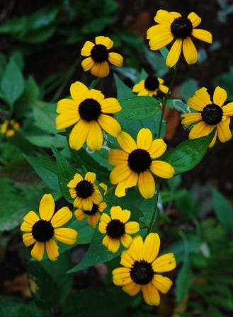 rudbeckia