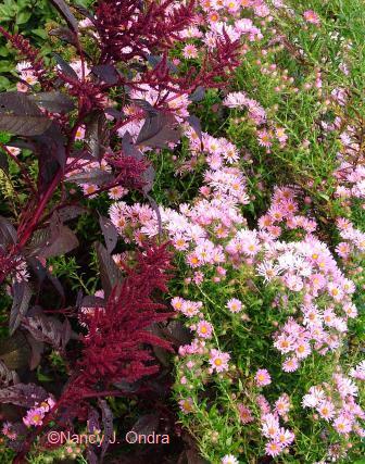 Seedling-of-Harringtons-pink-aster-late-sept-06