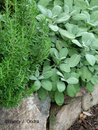 salvia-officinalis-berggarten-rosmarinus-sept-11-07