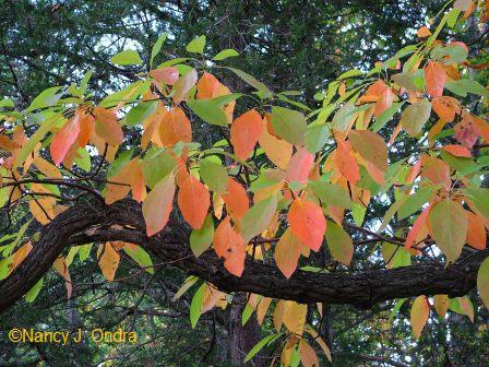 sassafras-albidum-oct-14-08