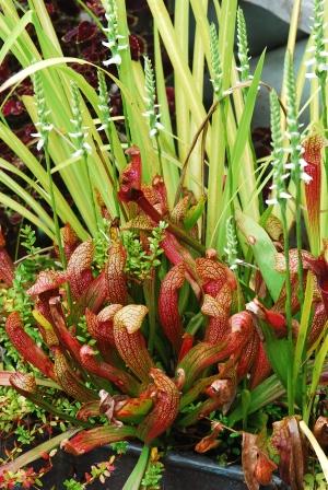 spiranthes