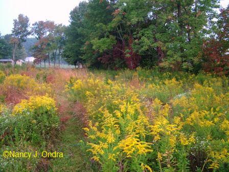 upper-meadow-back-corner-early-october