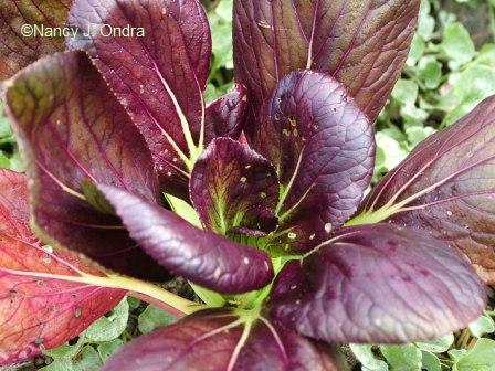 violetta-pak-choi-oct-14-08