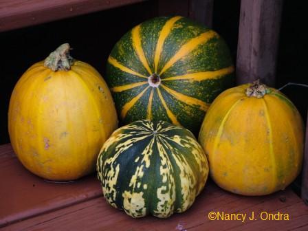 carnival squash twin