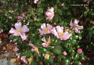 Fall-blooming camellia.