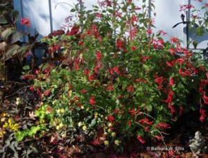 fall-foliage-pineapple-sag Pineapple sage with lantana, 'Blackie' sweet potatoes, chartreuse-leaved nasturtiums, and a late-blooming canna.