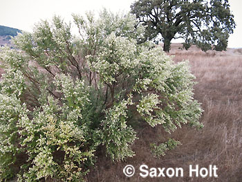 Baccharis-flowering