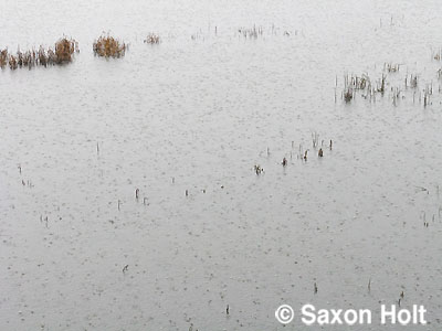 raindrops-among-the-marsh-reeds