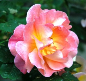 single-pink-yellow-rose-resized