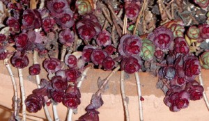 4 Sedum 'Voodoo'