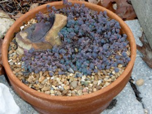 5 Sedum 'Blue Balls'