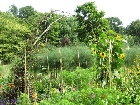 chanticleer-82808-cutting-garden-with-sunflowers-resized