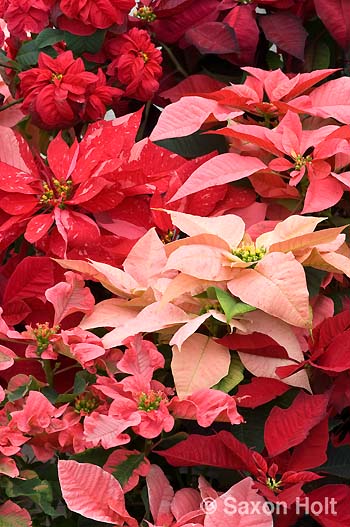 holt_864-036 Poinsettia mixed colors