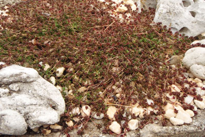 mini-me Sedum rubrotinctum 'Mini Me'