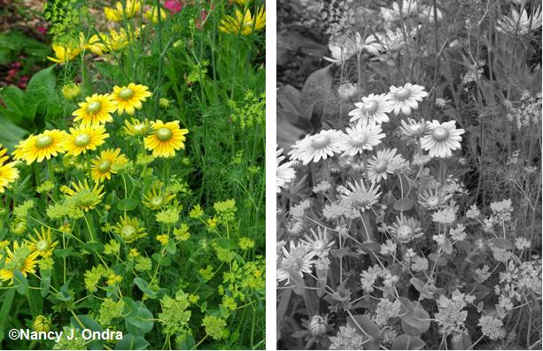rudbeckia-prairie-sun-bupleurum-dill-early-july-05