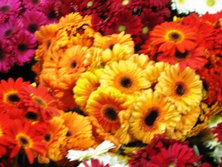 Gerbera+daisies+pictures