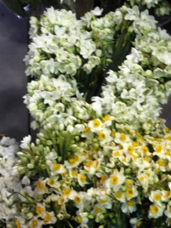 israel-11409-garden-center-narcissus-resized-12s-for-2-dozen israel-11409-garden-center-narcissus-resized-12s-for-2-dozen