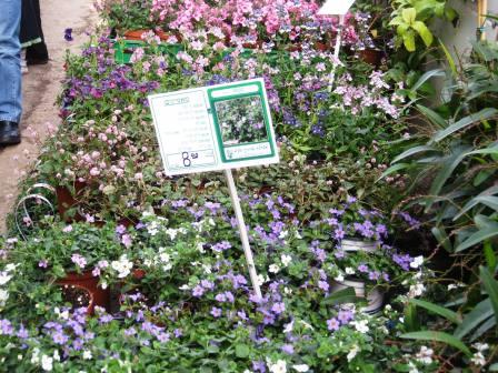 israel-11409-garden-center-nemessia-with-signage-resized israel-11409-garden-center-nemessia-with-signage-resized