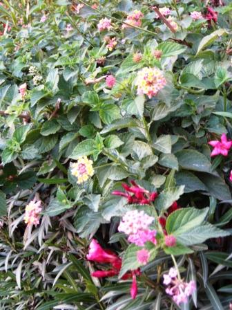 multi-colored-lantana-resized multi-colored-lantana-resized