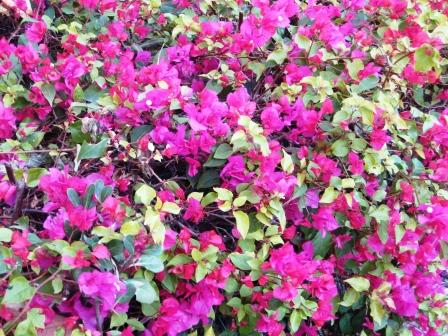 pink-bouganvillea-resized pink-bouganvillea-resized