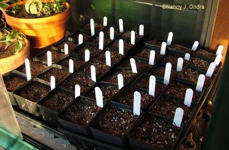 seeds-sown-for-winter-chilling-feb-2-08 seeds-sown-for-winter-chilling-feb-2-08